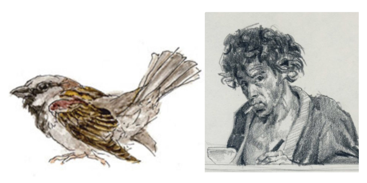 De Roode Looper  | Vogelparadijs 