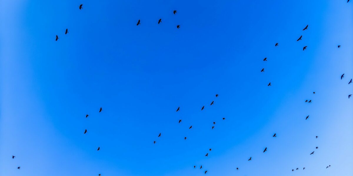 STADSDORP LIVE | GRENZELOOS